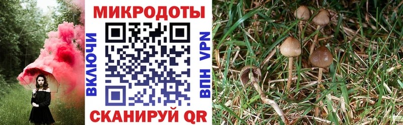купить наркотики сайты Карпинск Псилоцибиновые грибы Psilocybe